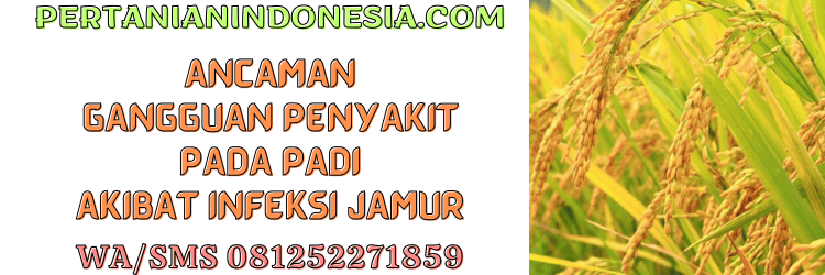 ancaman,gangguan,penyakit,infeksi,cendawan,pertanian indonesia